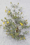 Coastal sand frostweed